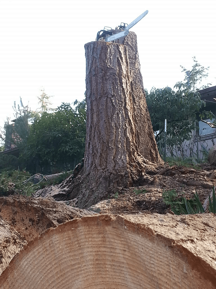 Alta View tree Service