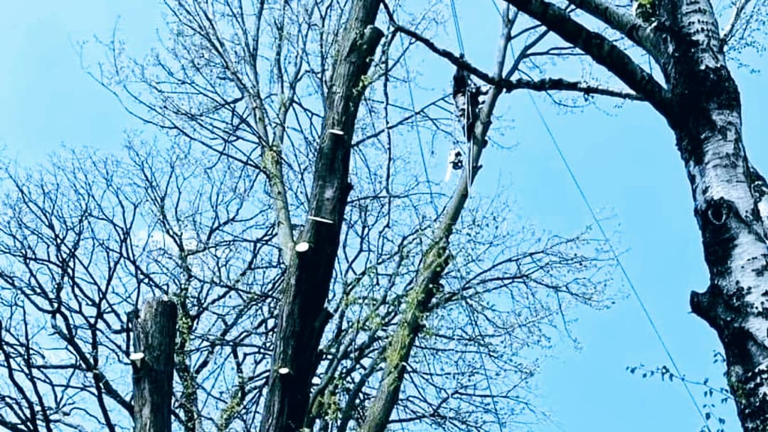 Chuck Ds tree service (trimming/removal)