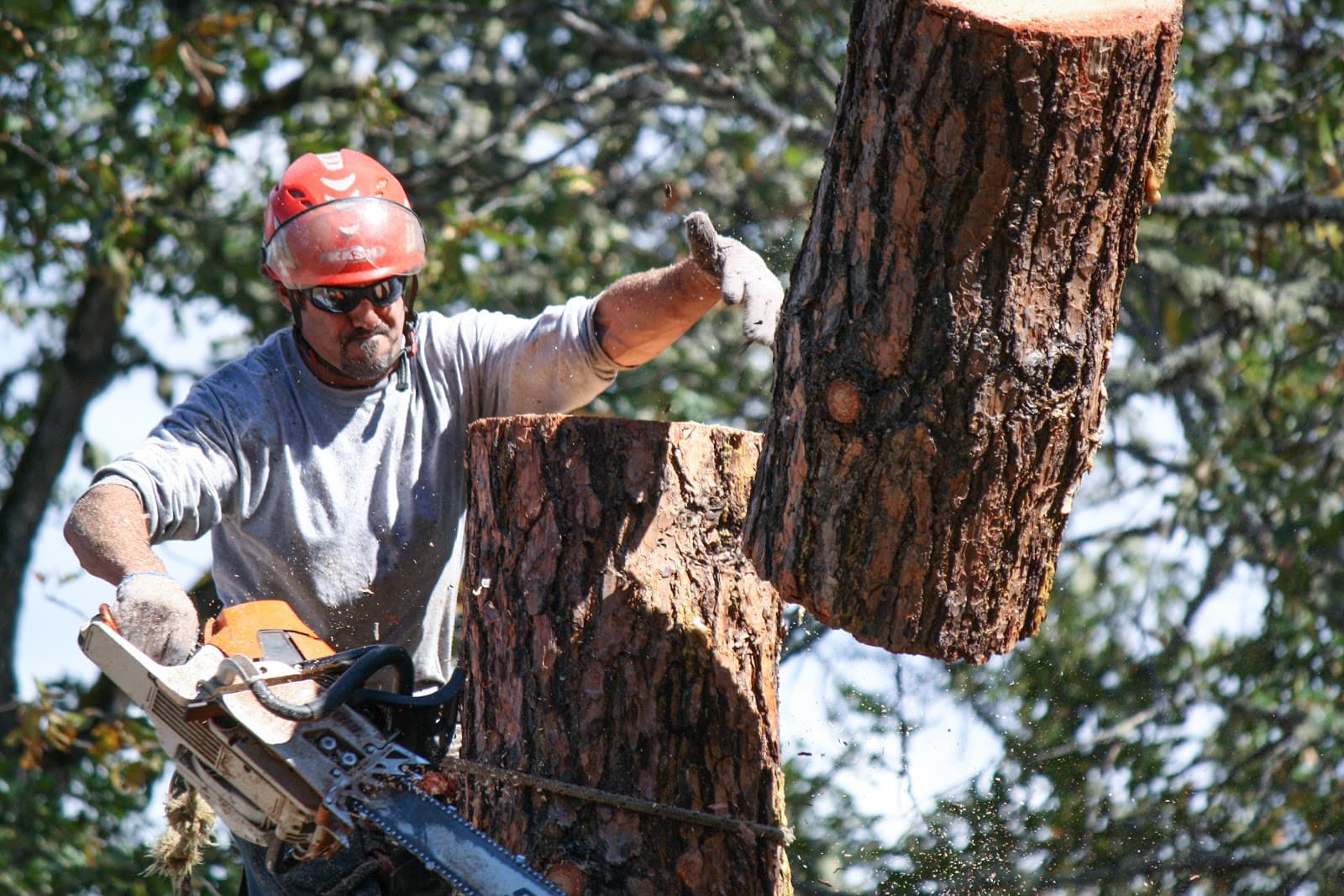 Advanced Tree Service In Roseburg