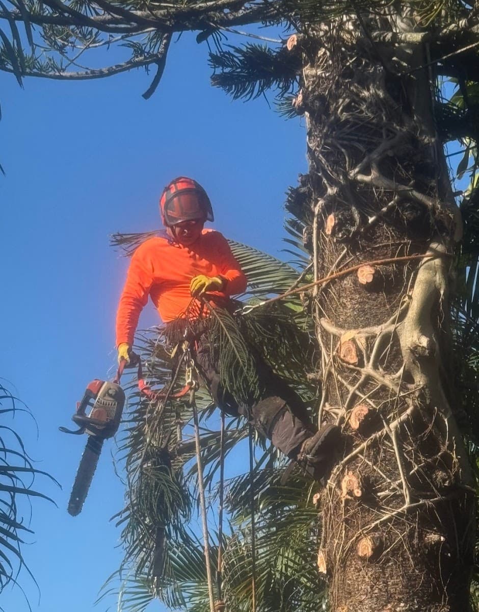 Davie Florida Tree Service