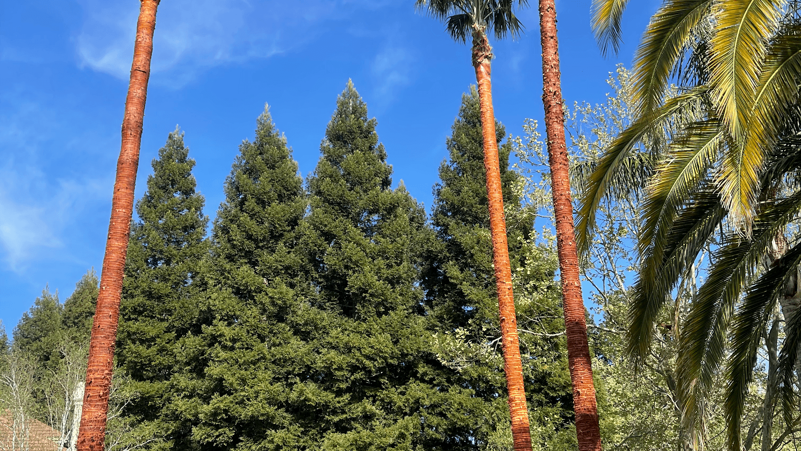 Ubaldino Tree Service LLC