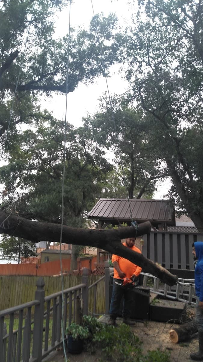 YOBANI ROCHA TREE SERVICE & LANDSCAPING