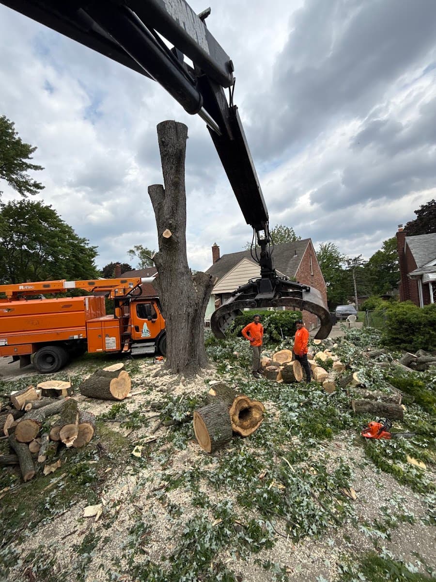 US TREE REMOVAL