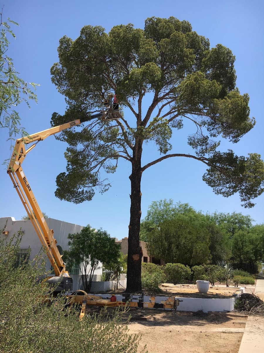 AAA Mammoth Tree & Landscaping