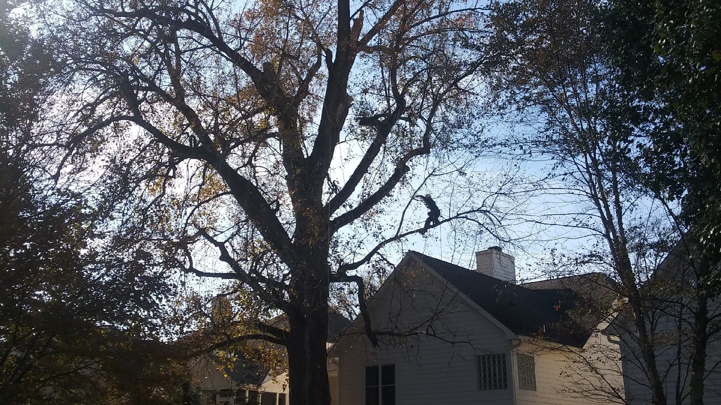 IndyArborist.com Tree Service LLC