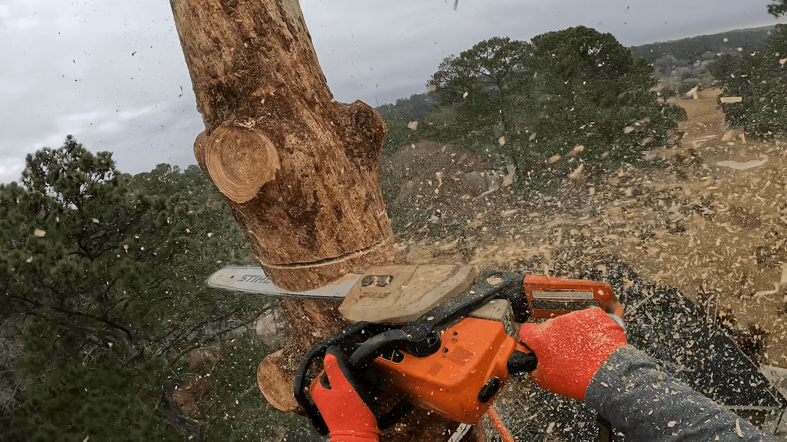 Bonilla Tree Service