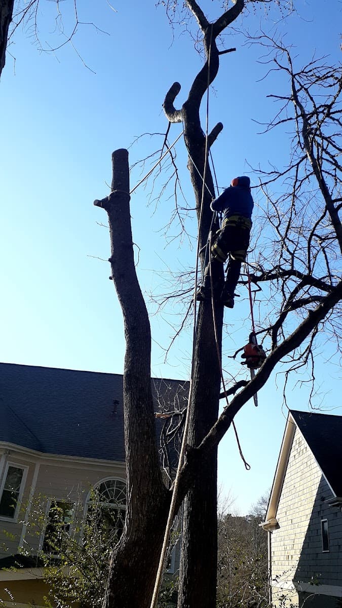 Tree Cutters of America