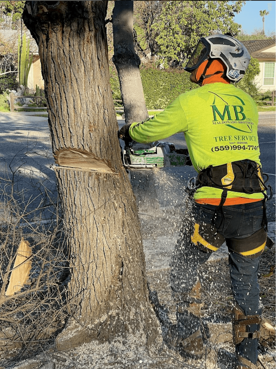 Maldonado Brothers Tree Service