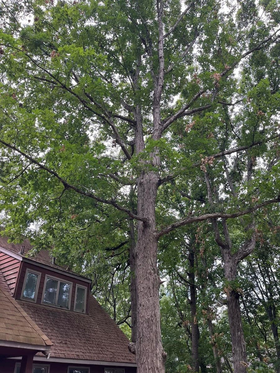 Chipper's Tree Service