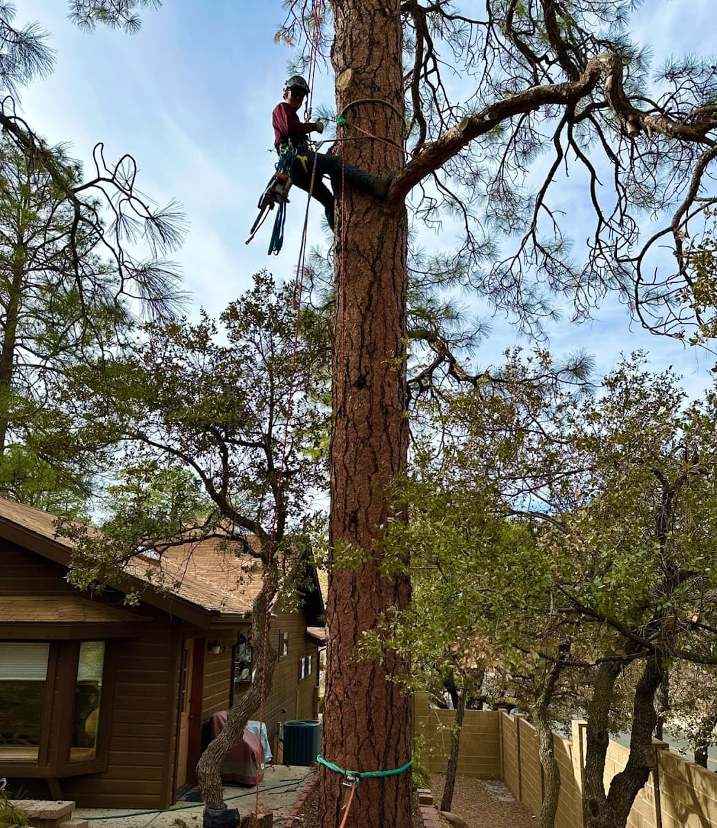 Thumb Butte Tree Service