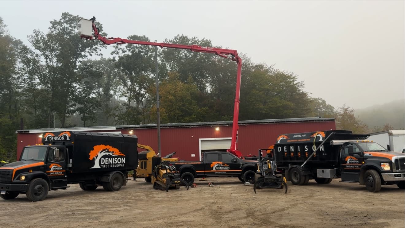 Denison Tree Removal