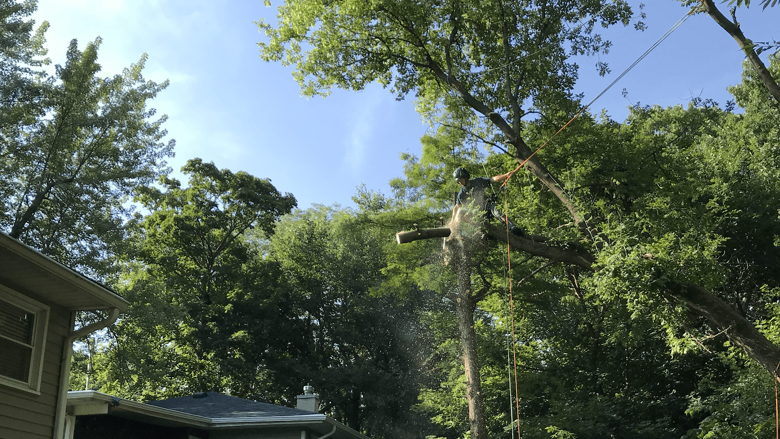 Arbor Pro Tree Service