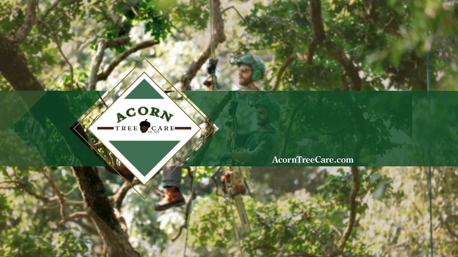 Acorn Tree Care