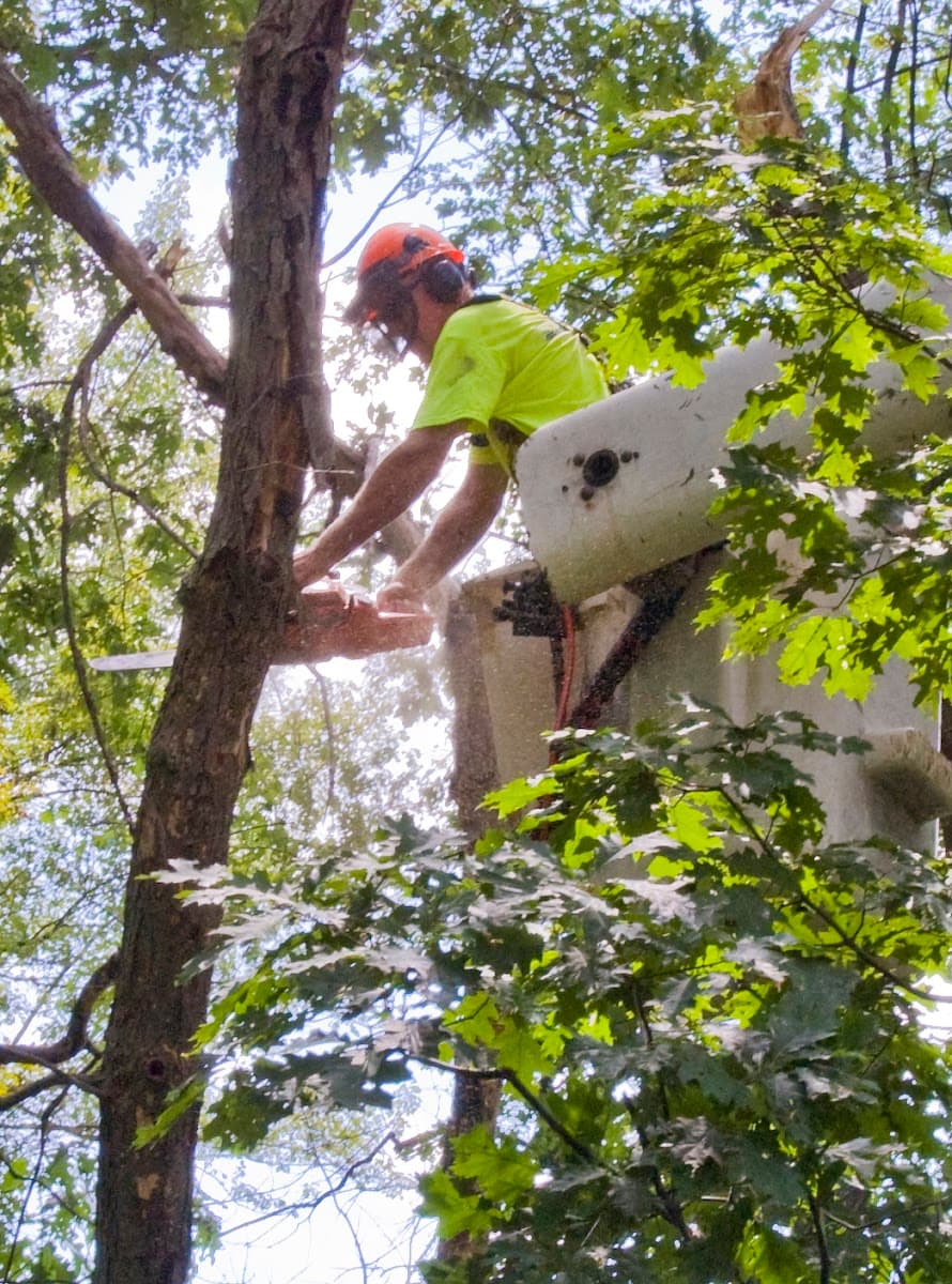 Arbor East Tree Service, Inc.