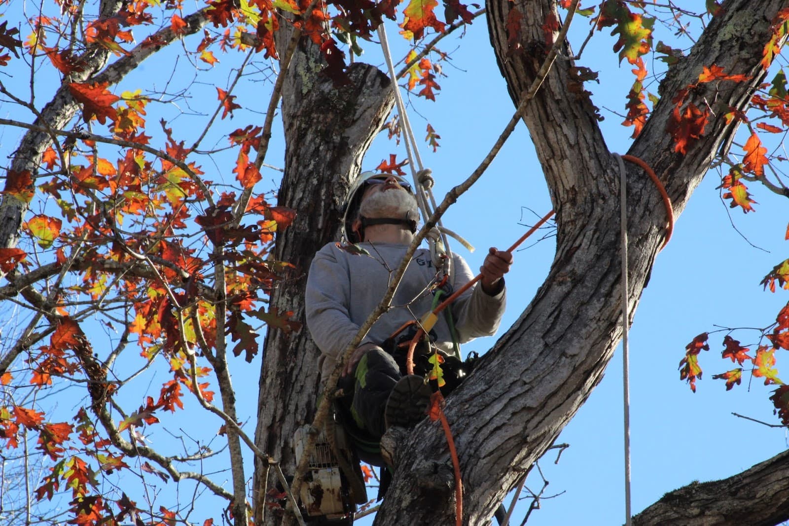 Grateful Trees and Bees