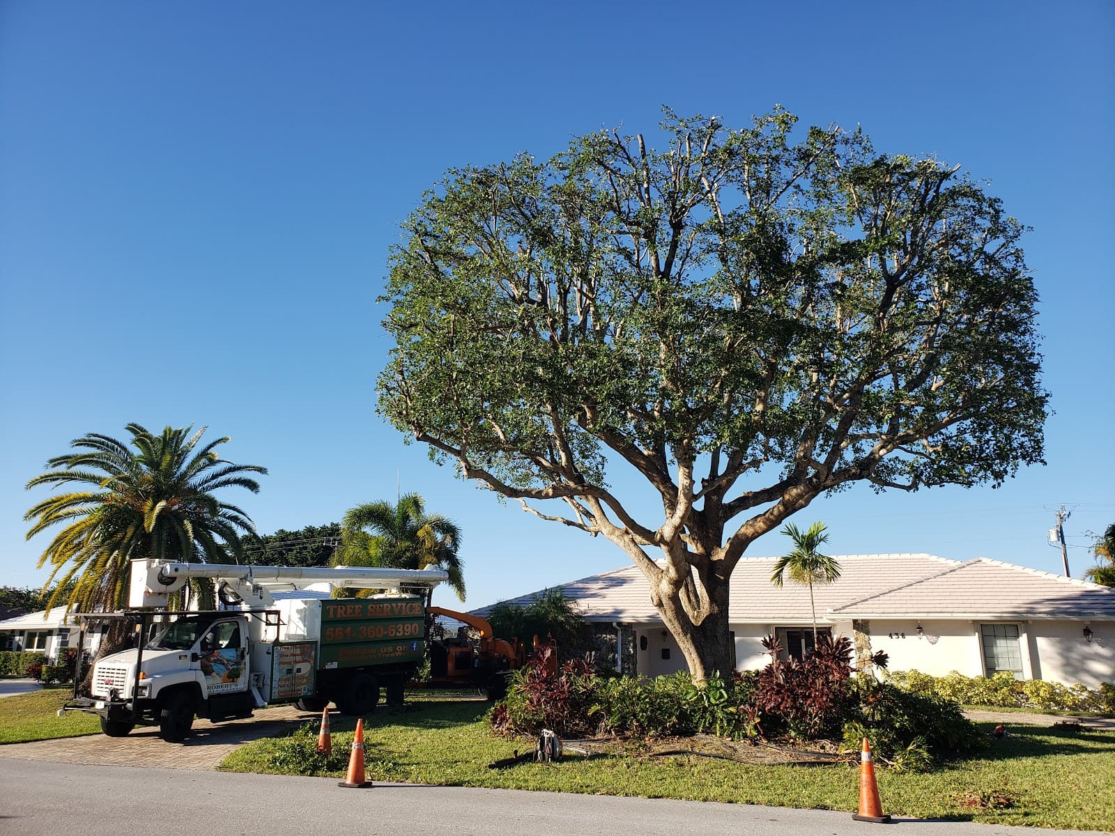 The Tree Dudes - Tree Removals & Tree Services