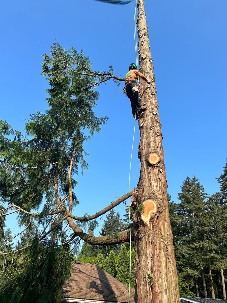 Sky Tree Service LLC