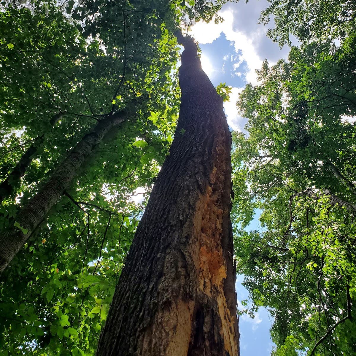 Israel Landscaping & Tree Services