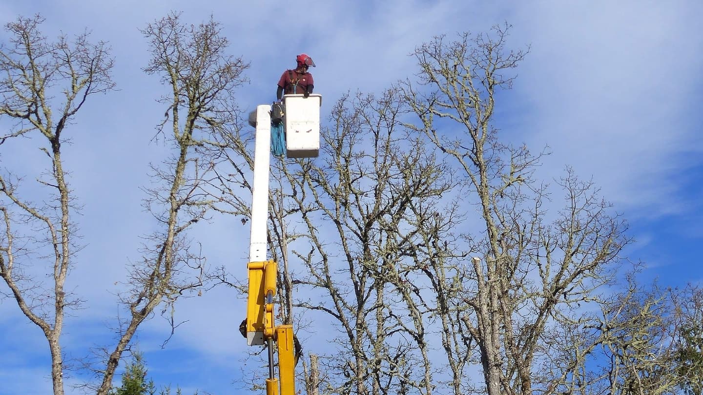 Collins Tree Service LLC