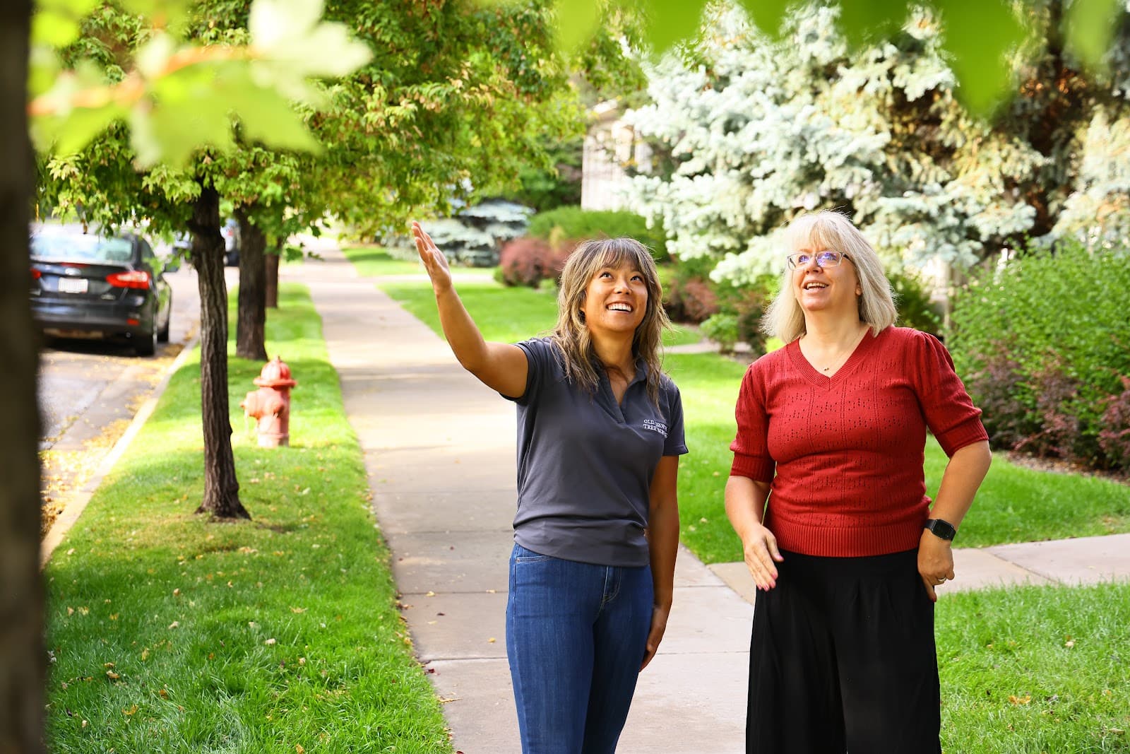 Old Growth Tree Service