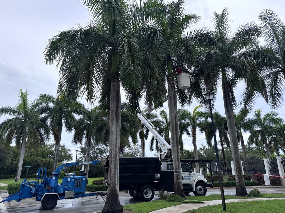 Service Queen Tree Service