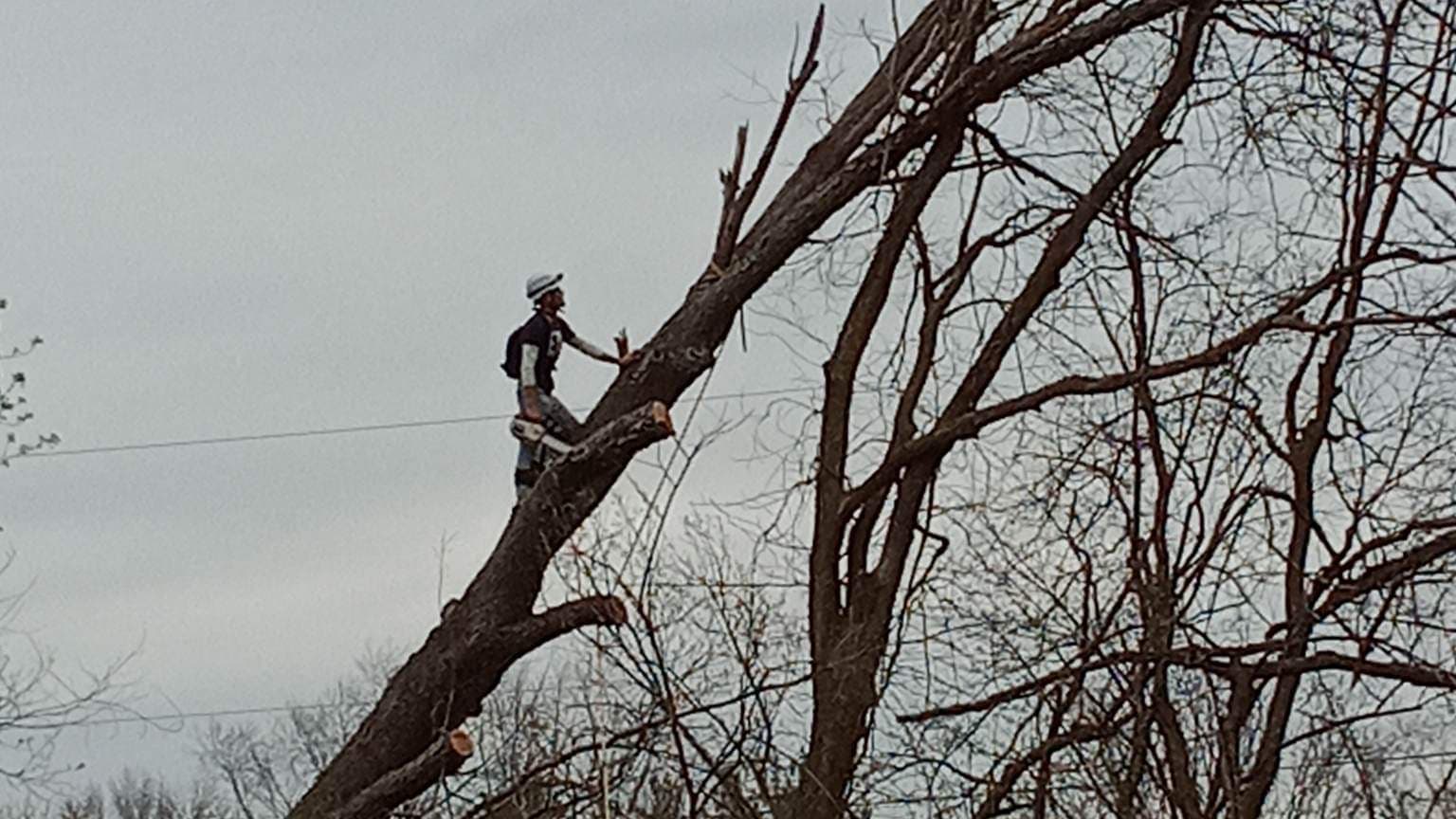 L&L Tree Removal