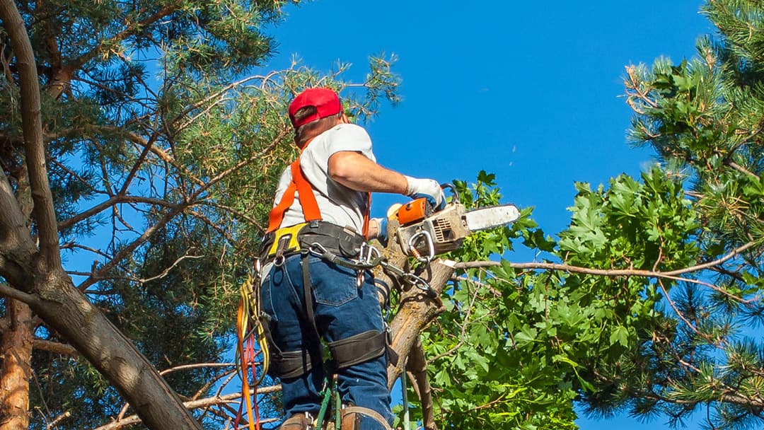 Kodiak Tree Service