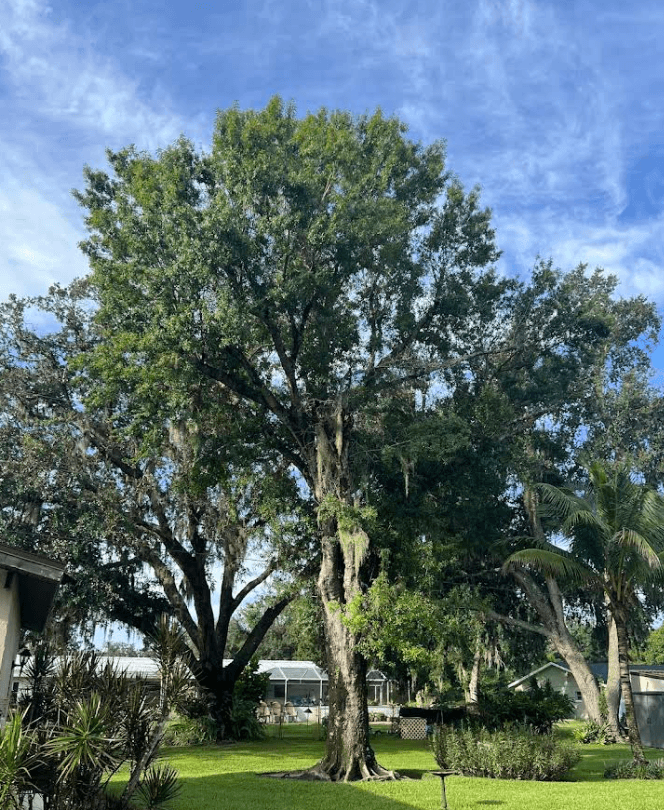 United Tree Care LLC