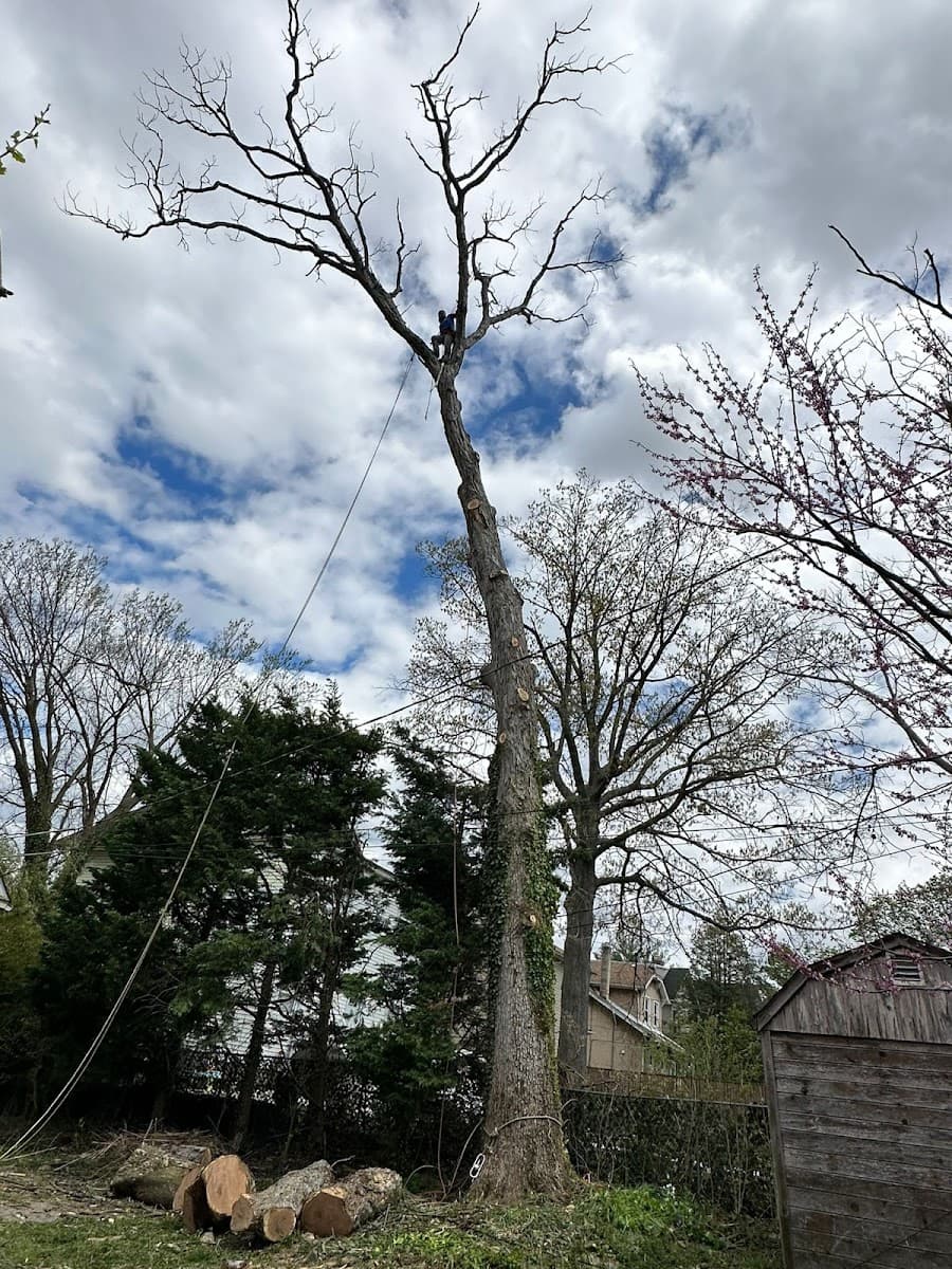 Contreras Tree Cut LLC