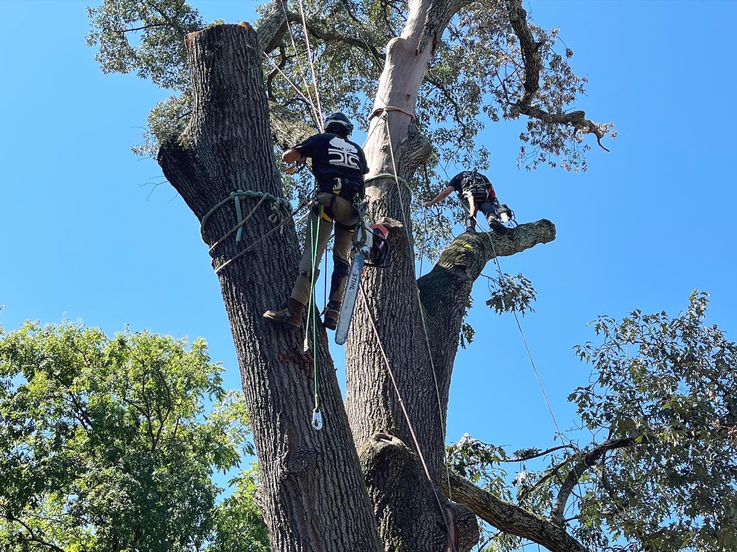 Commonwealth Tree Care