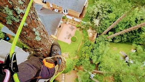 Discount Professional Tree Service and Firewood