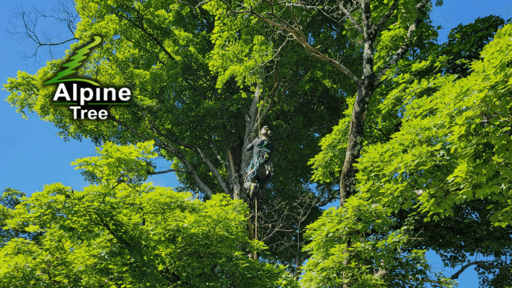 Alpine Tree Service