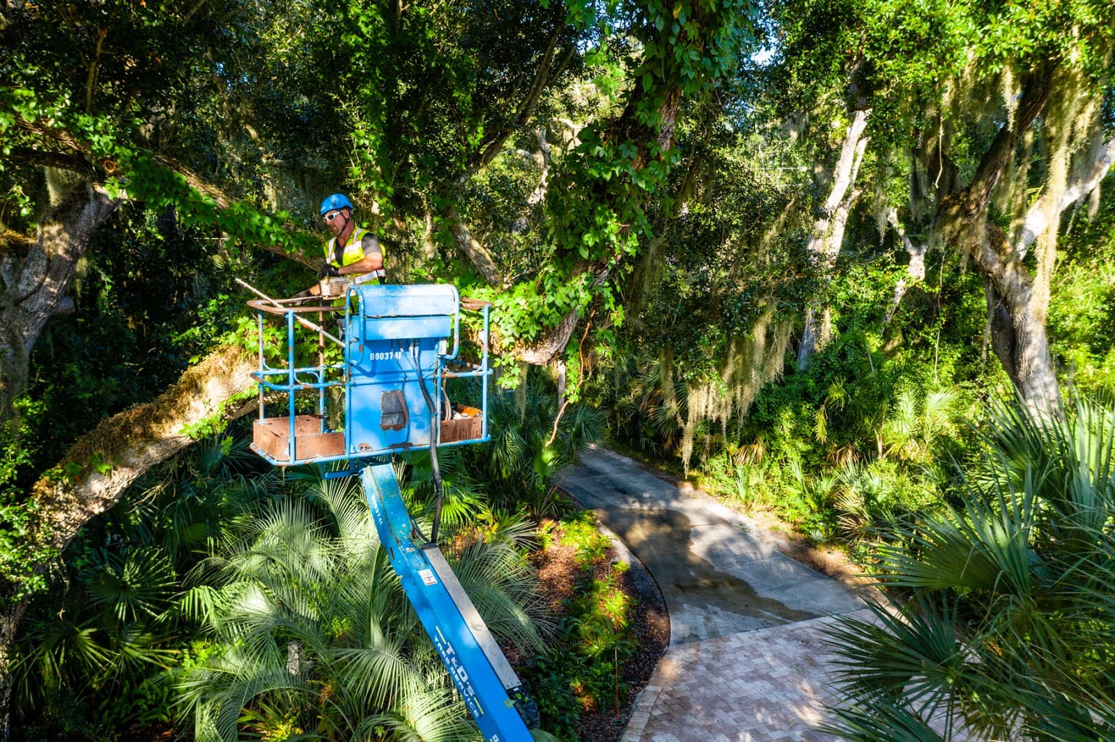 T&D Tree Services LLC.