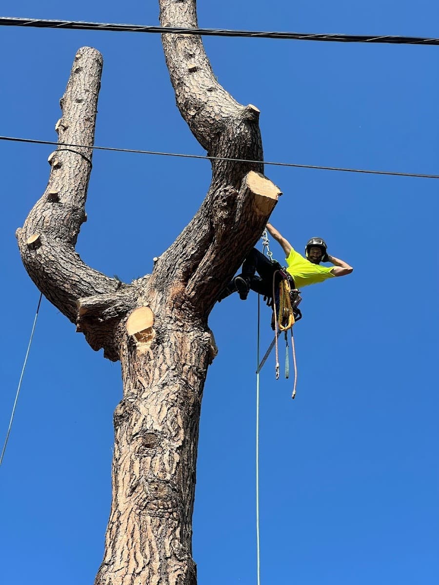 Selkirk Tree Service