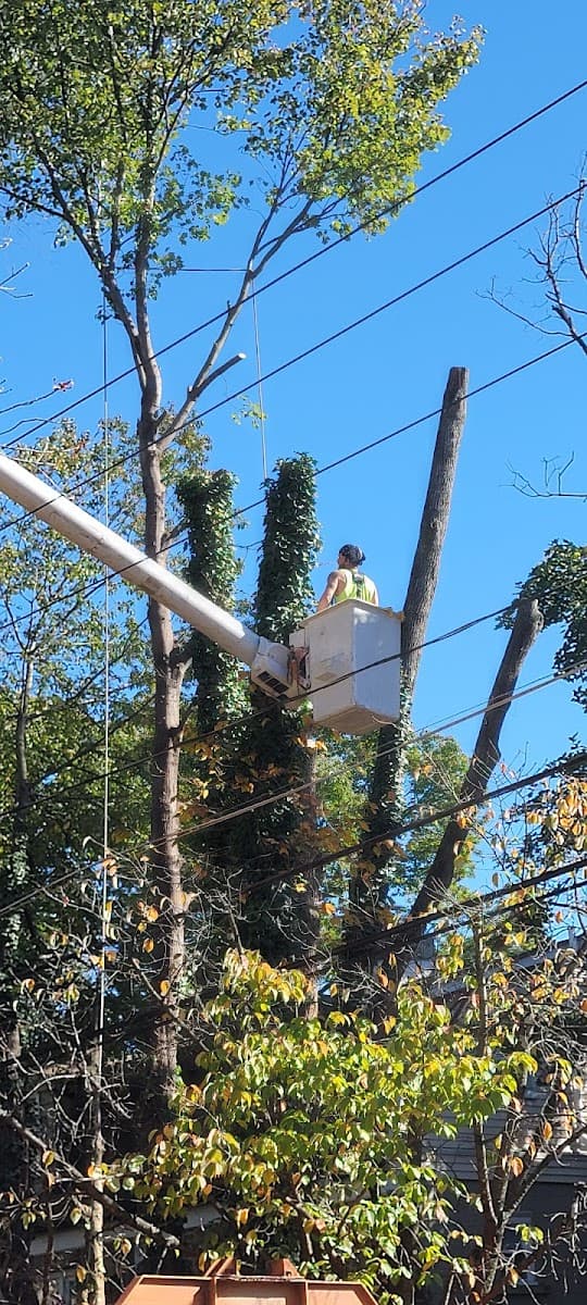 J.C TREE SERVICE LLC
