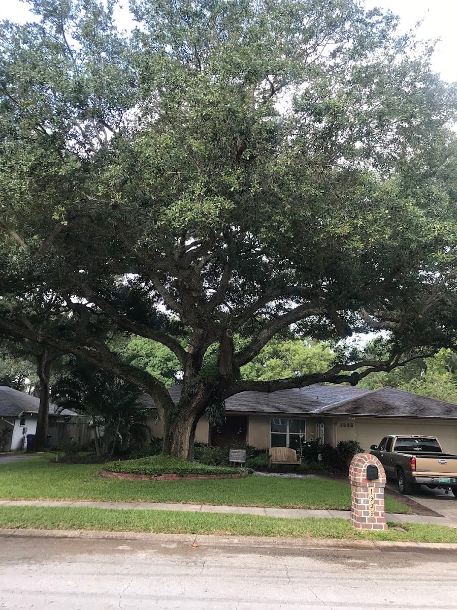 A Absolute Tree Services