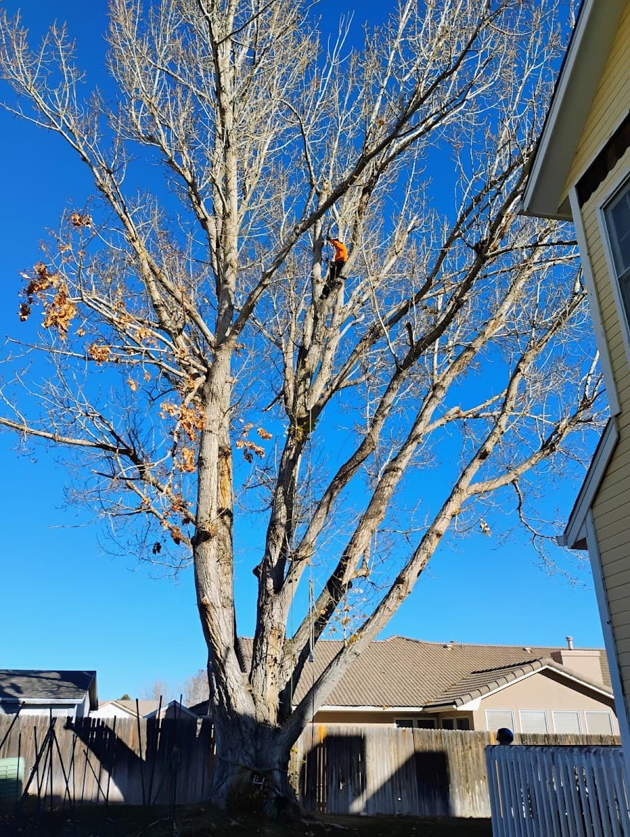 Chucks Tree Service Arborist & Tree Surgeon aka woodchuck.