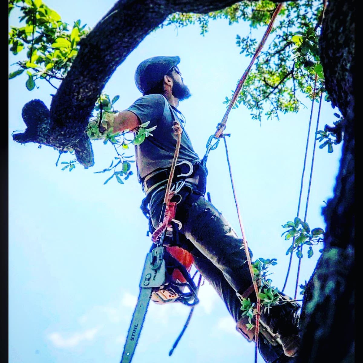 Tesla Tree Trimming-Tree Removal-Tree Cutting Services