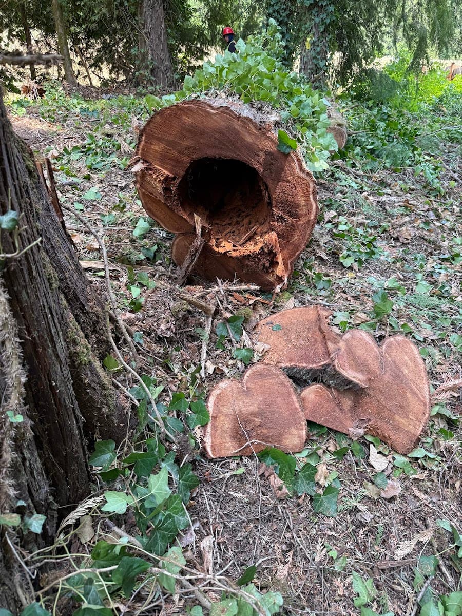 Jacintos Tree Service LLC