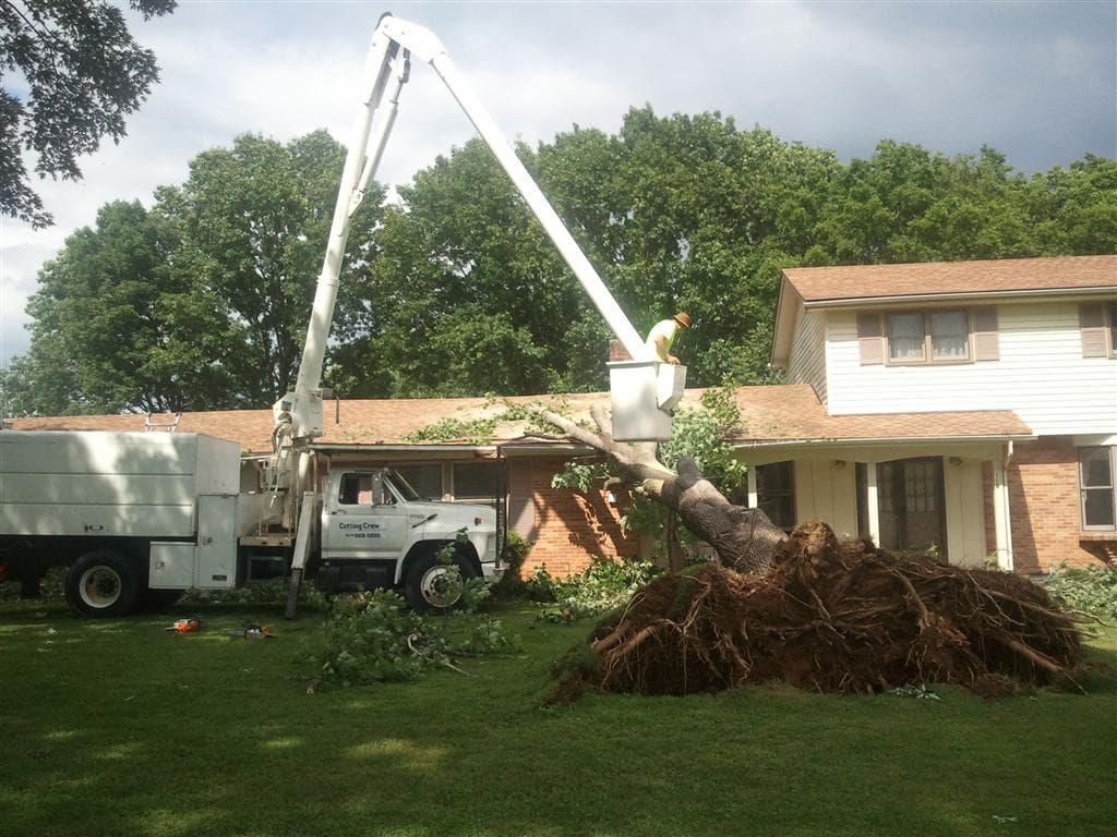 Central Florida Tree and Landscape, LLC.