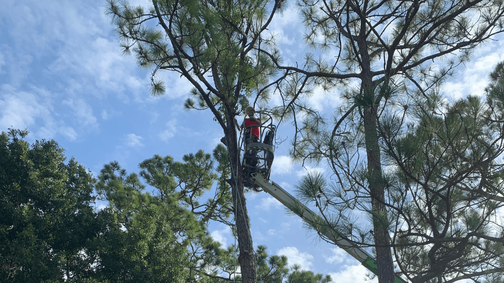 King Tree Management