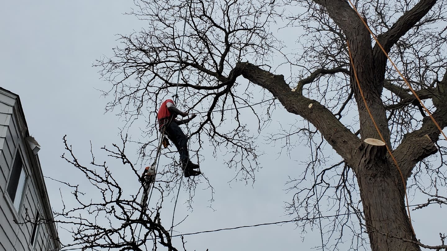 Chris G's Tree service