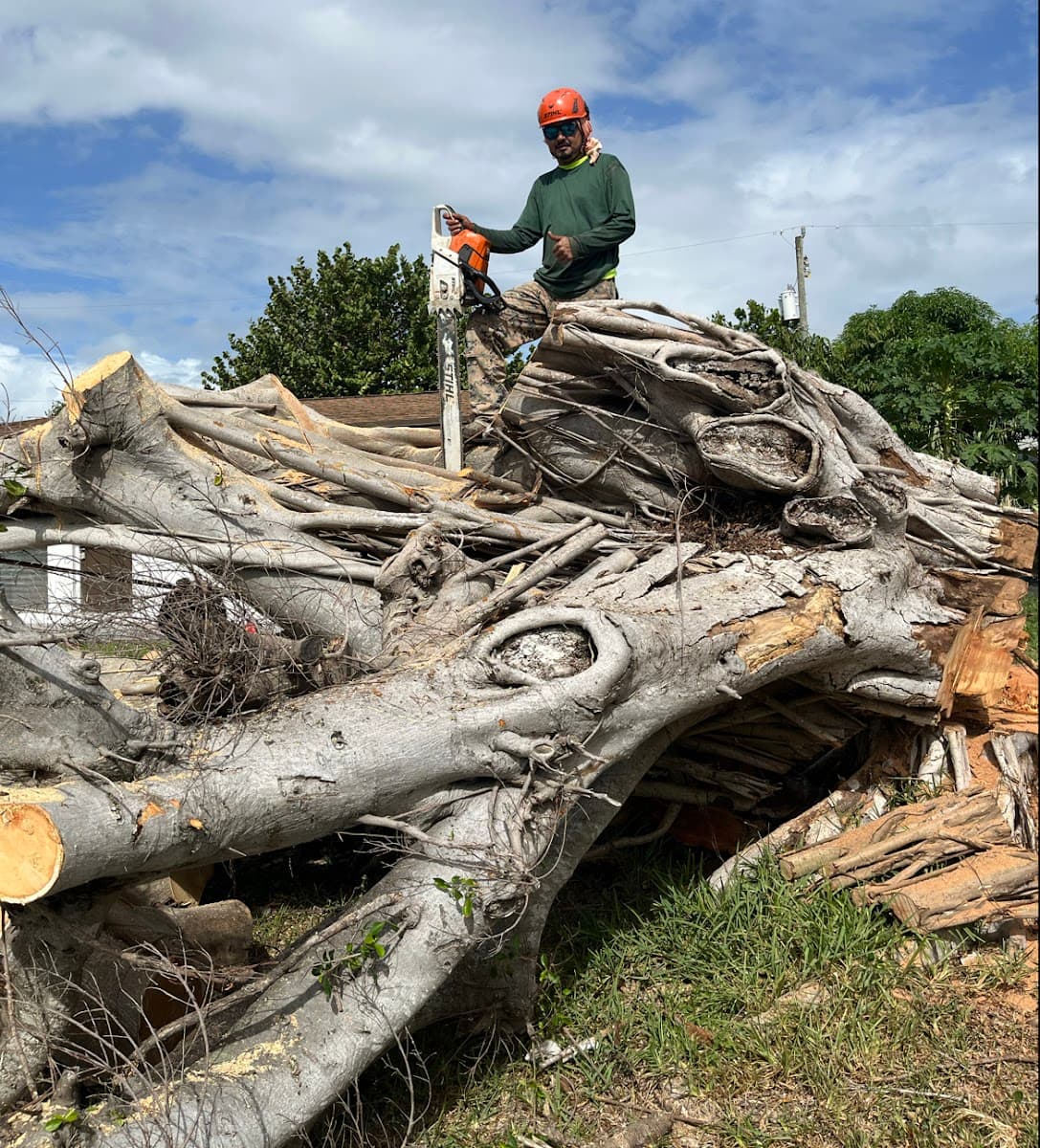 Pepe Brothers Tree Service