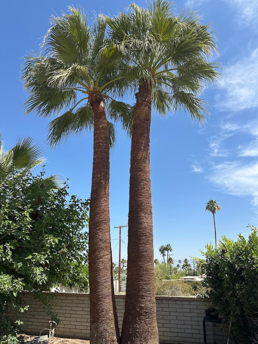 Palm Desert Tree Pros