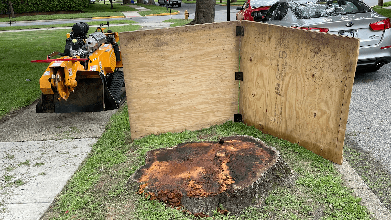 Daily Grind Tree & Stump