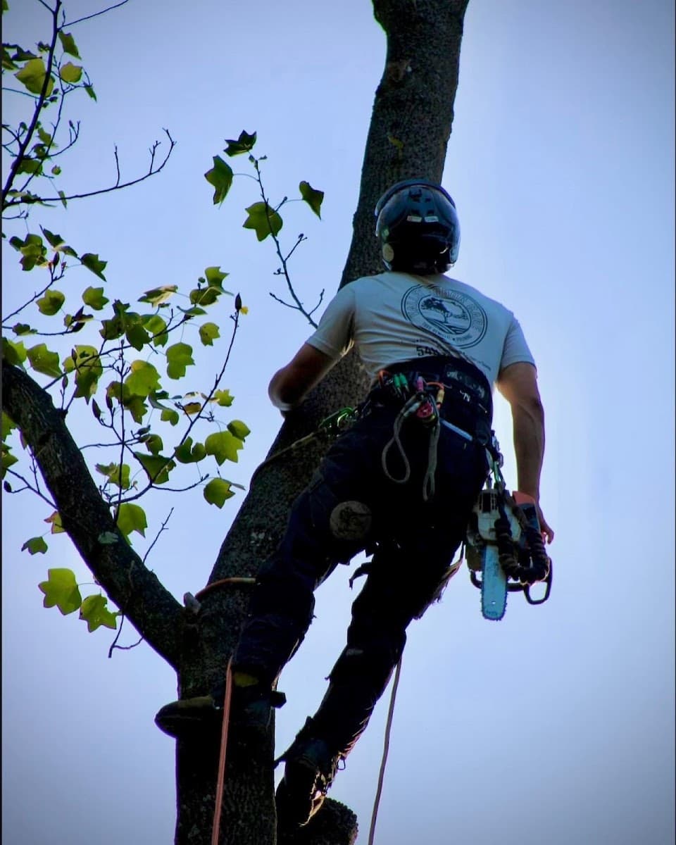 Valley Arbor Care LLC