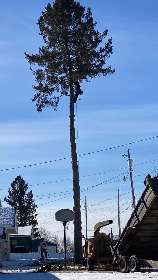 Lorenzoni Tree Service