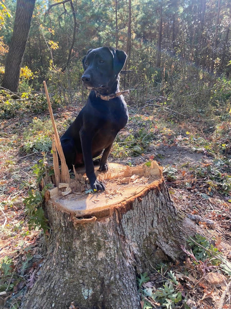 Old Belt Stump Grinding