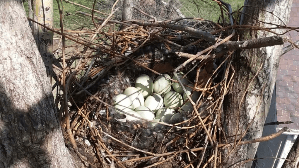 MacDougall Tree Service