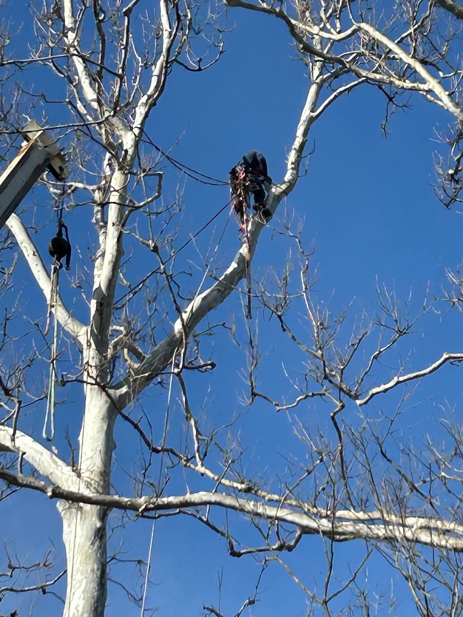Martin Tree Service